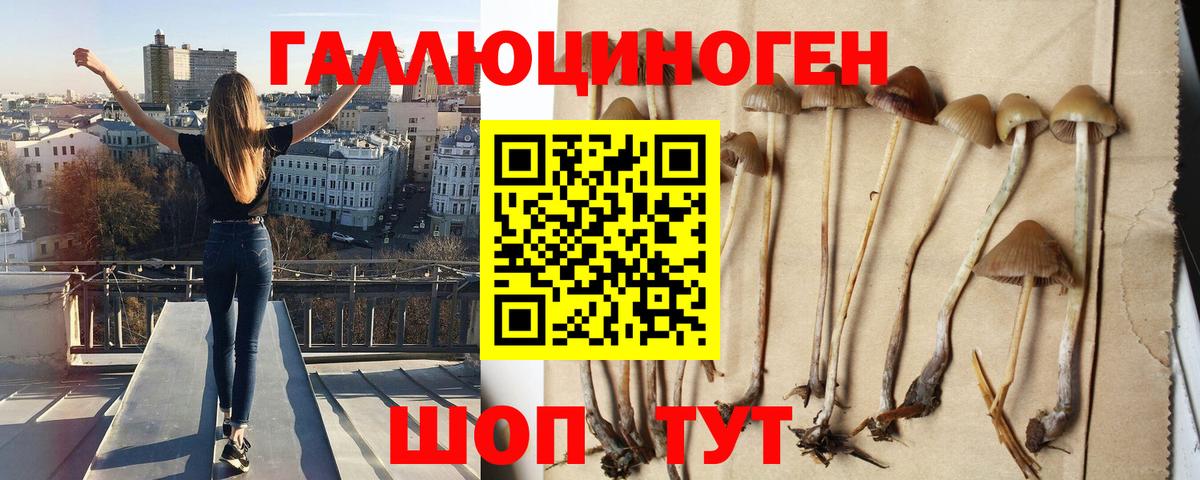 Краснокаменск  Псилоцибиновые грибы Psilocybine cubensis  Вход с VPN 